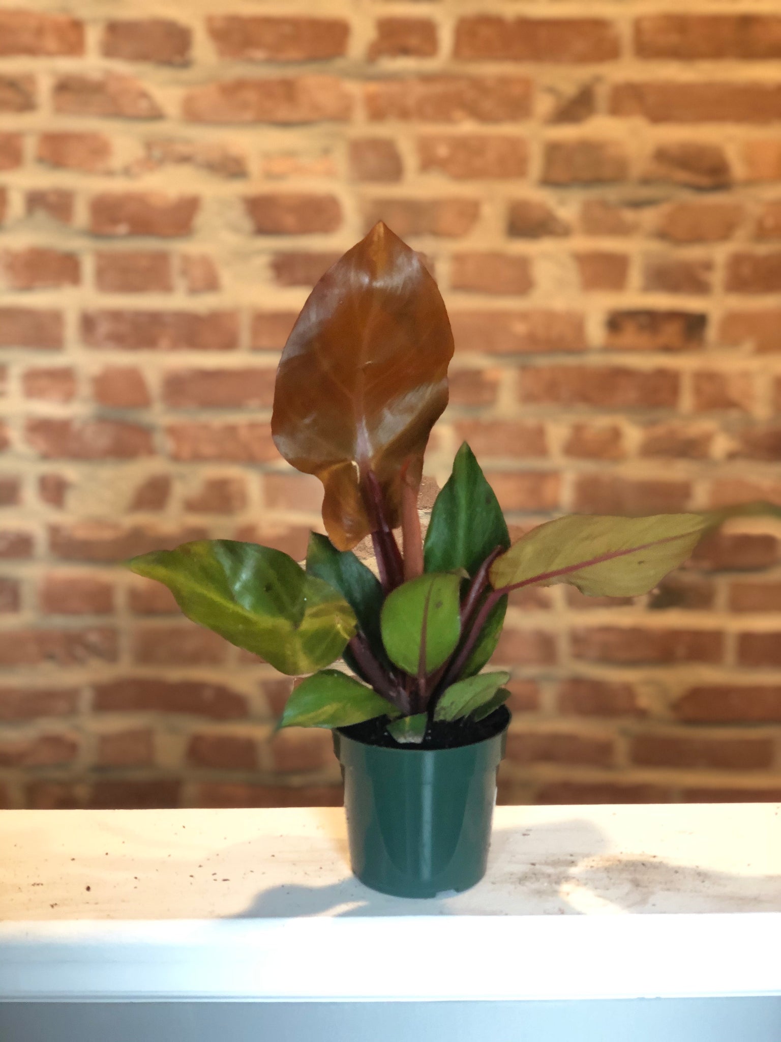 philodendron orange congo Philodendron Red Congo – Crazy Plant Bae