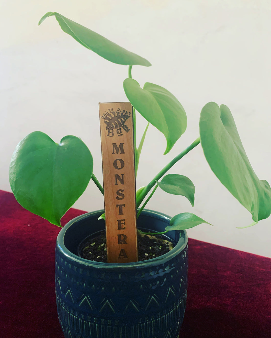 Monstera Deliciosa