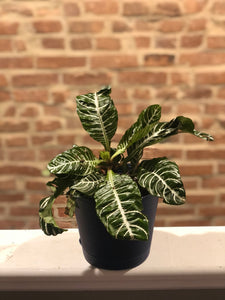 Zebra Plant (Aphelandra squarrosa)