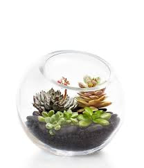 Terrarium Building Kit