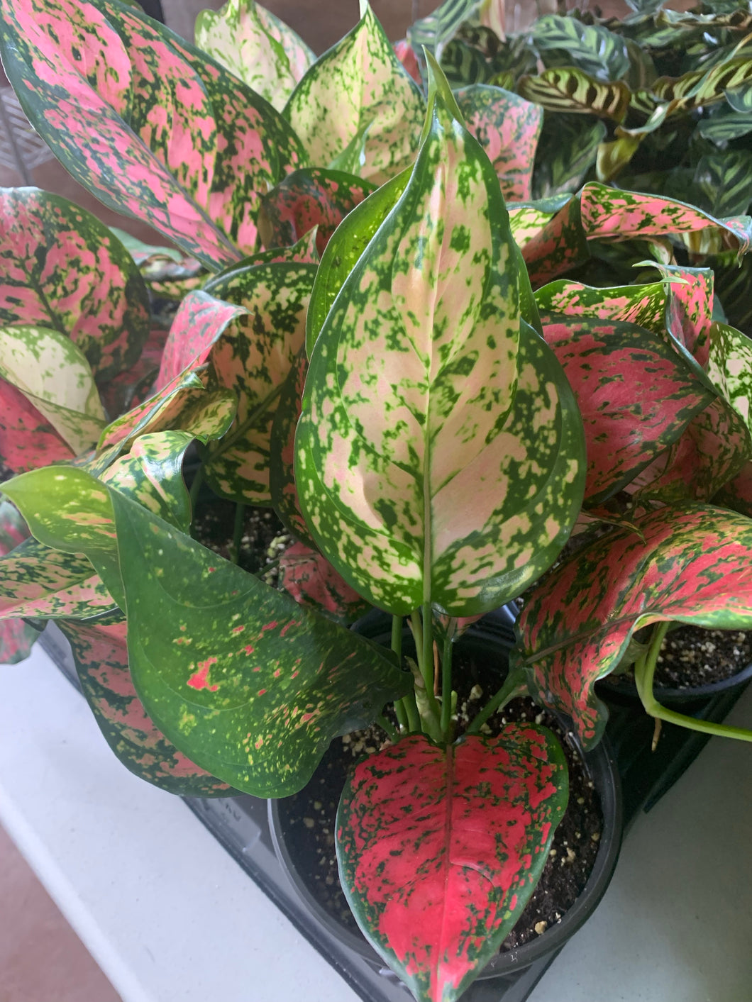 aglaonema pink wishes Wishes/Valentine
