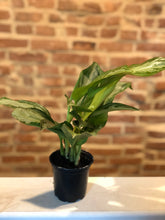 Load image into Gallery viewer, Chinese Evergreen
