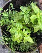 Load image into Gallery viewer, Herbs and veggies
