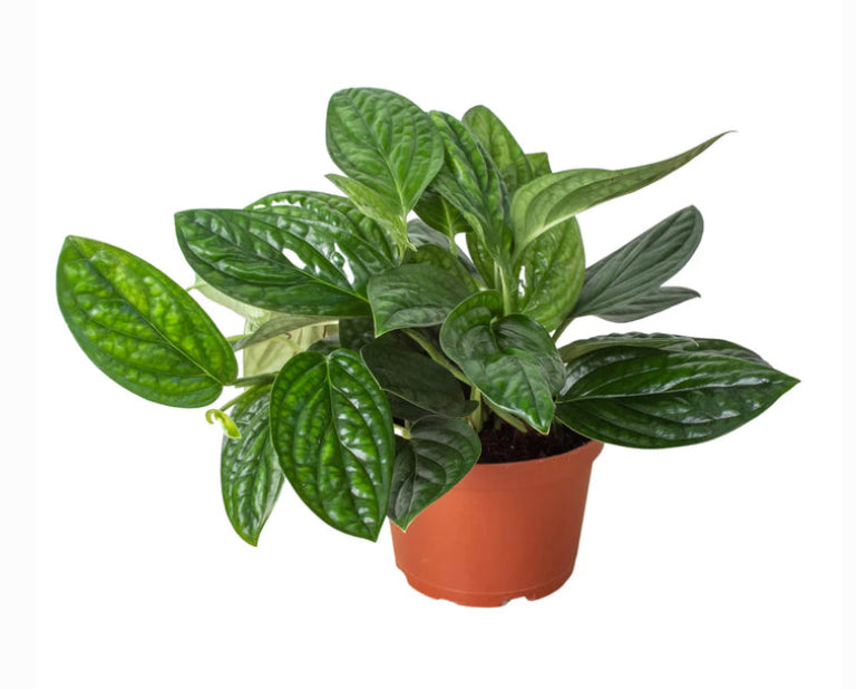 Monstera Siam