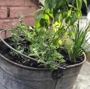 Herbs and veggies