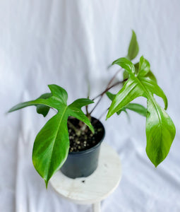 Philodendron Florida Trellis - Bipennifolium