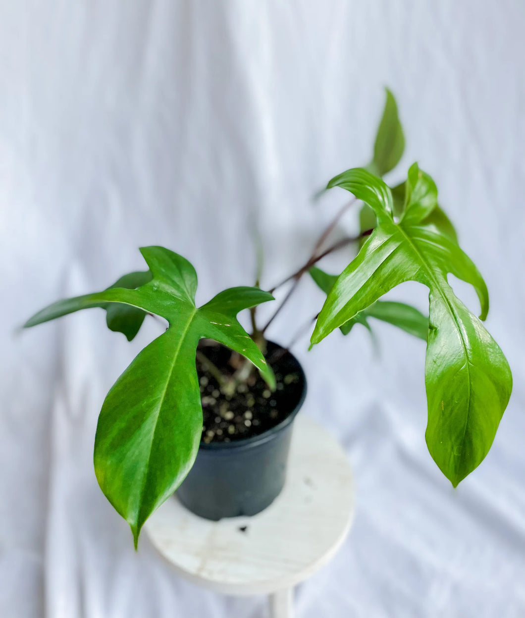 Philodendron Florida Trellis - Bipennifolium