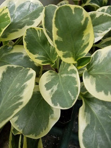 Peperomia Variegated