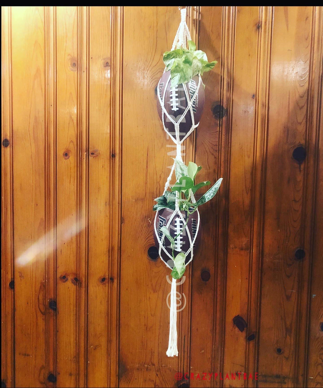 Double Hanging Footballs with Snake Plant