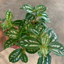 Load image into Gallery viewer, Moon Valley Pilea

