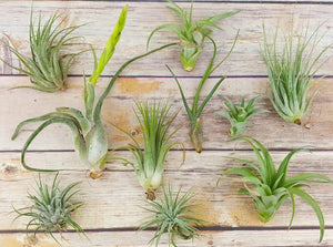 Assorted air plant