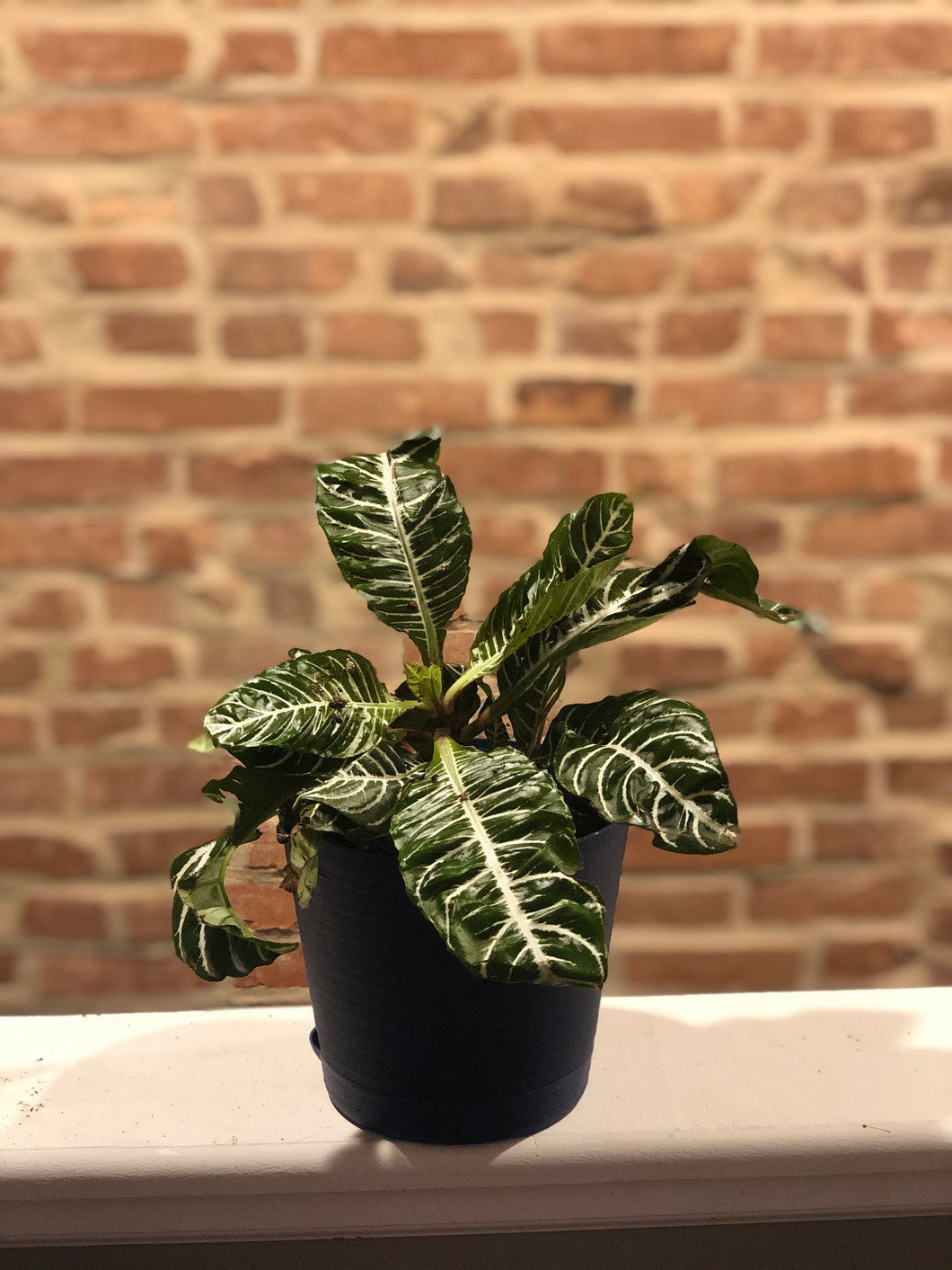 Zebra Plant (Aphelandra squarrosa)