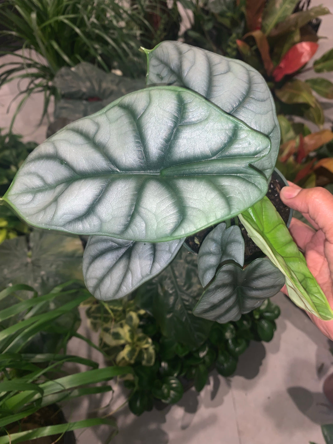 Alocasia Silver Dragon
