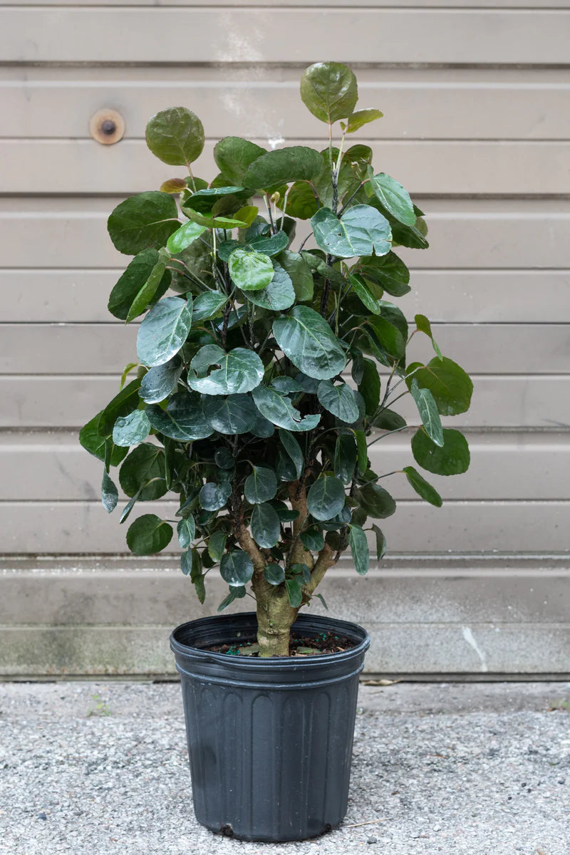 indoor aralia plant Fabian Aralia Stump – Crazy Plant Bae