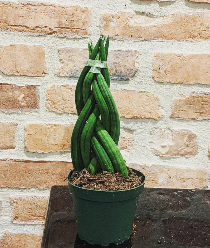 braided snake plant Braided Sansevieria , 4" Pot