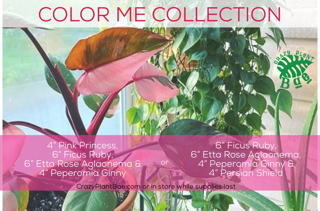 Color Me Collection