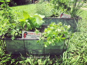 Herbs and veggies