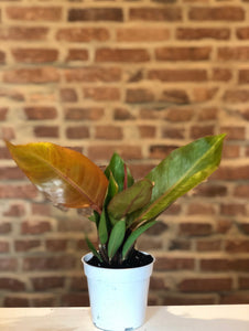 Philodendron Prince of Orange