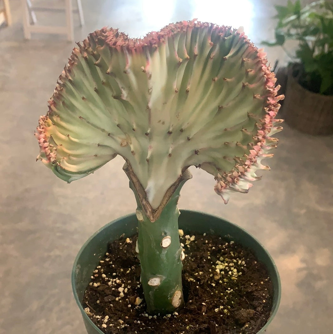 mermaid tail succulent plants for sale Coral Cactus “Mermaid Tail”