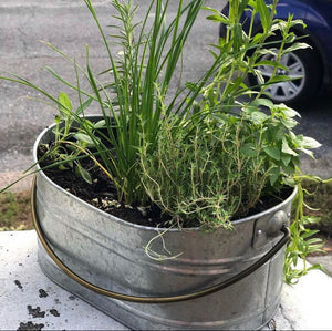 Herbs and veggies