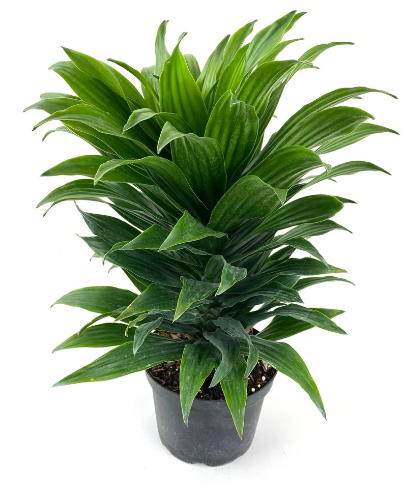 houseplant dracaena janet craig Costa Farms 14 inch Tall Dracaena Janet Craig, Bright Indirect Sunlight, Indoor Live House Plants, Size: Medium, Green