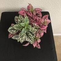 Load image into Gallery viewer, Polka Dot Plant
