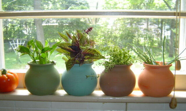 Green thumb plant starter pack!
