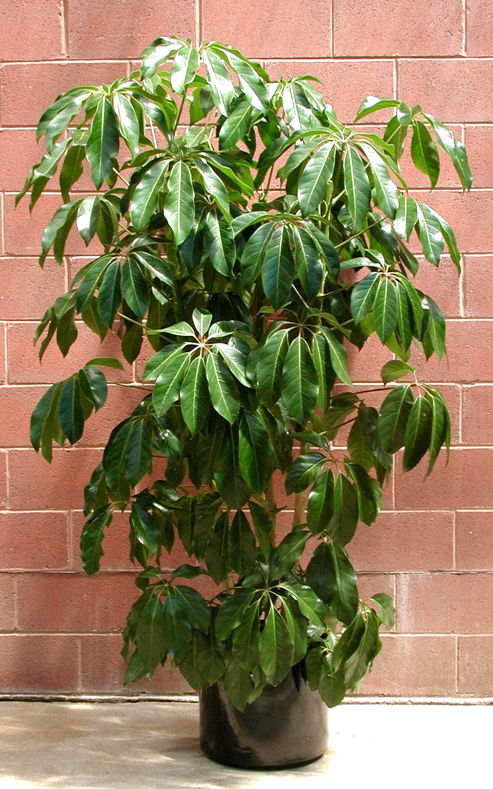 Schefflera Amata – Crazy Plant Bae