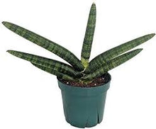 Load image into Gallery viewer, Starfish Sansevieria Boncel
