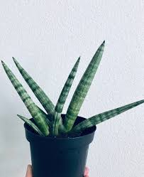 Starfish Sansevieria Boncel