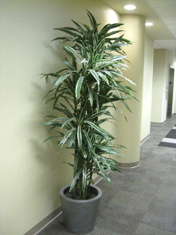 dracaena warneckii white United Nursery 10 in. Dracaena Warneckii Plant in White Decor Pot