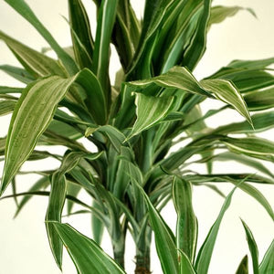 Dracena Warneckii White Stripe